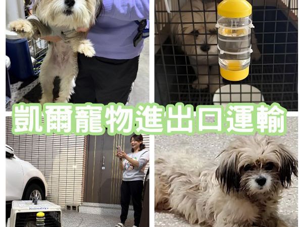 2025/01/02『中國飛台灣』混種狗狗陪主人中國飛台灣囉~~~